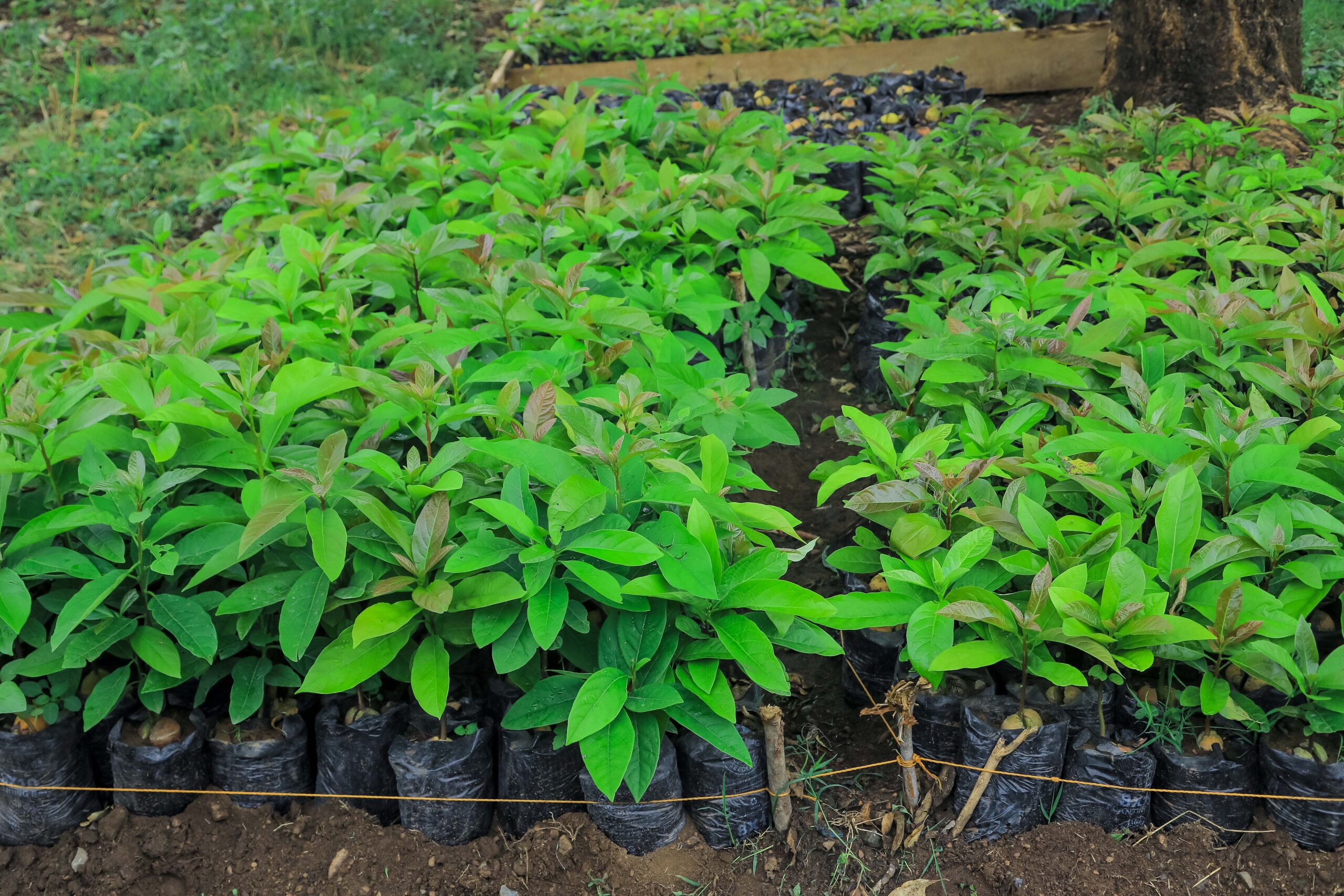 Harvested vegetables and tree seedlings ready for sale