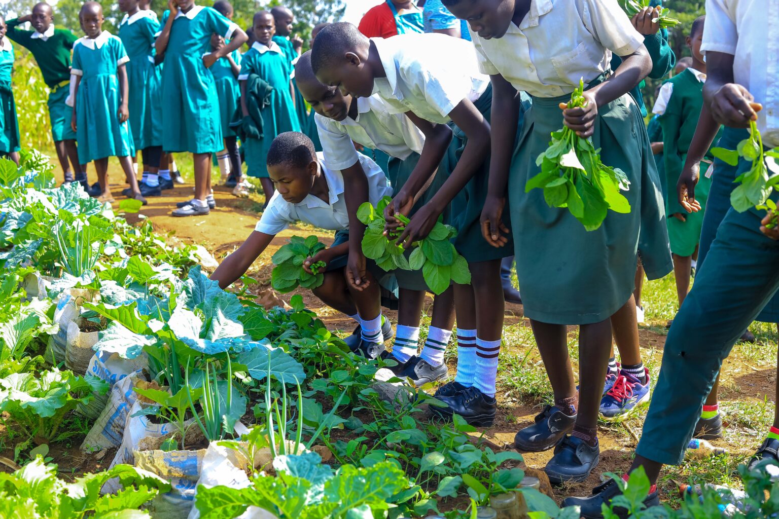 Sustainable farming