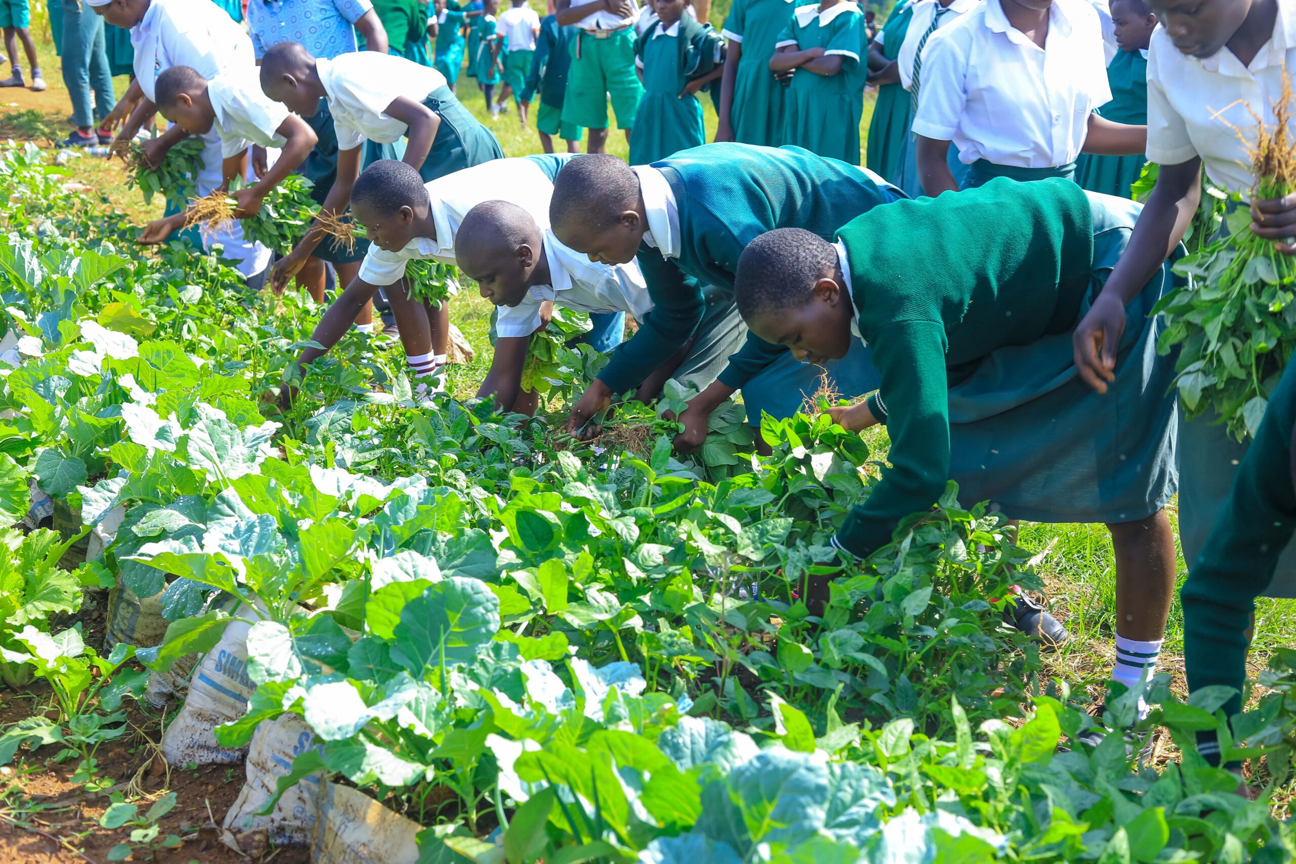Students harvesting vegetables in  permaculture garden