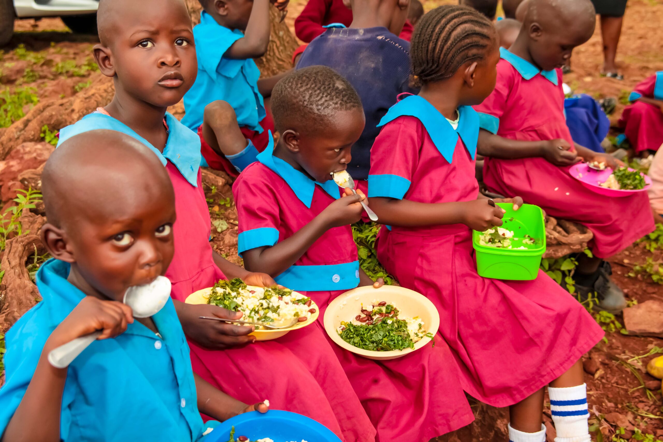 Students harvesting fresh vegetables from the school garden