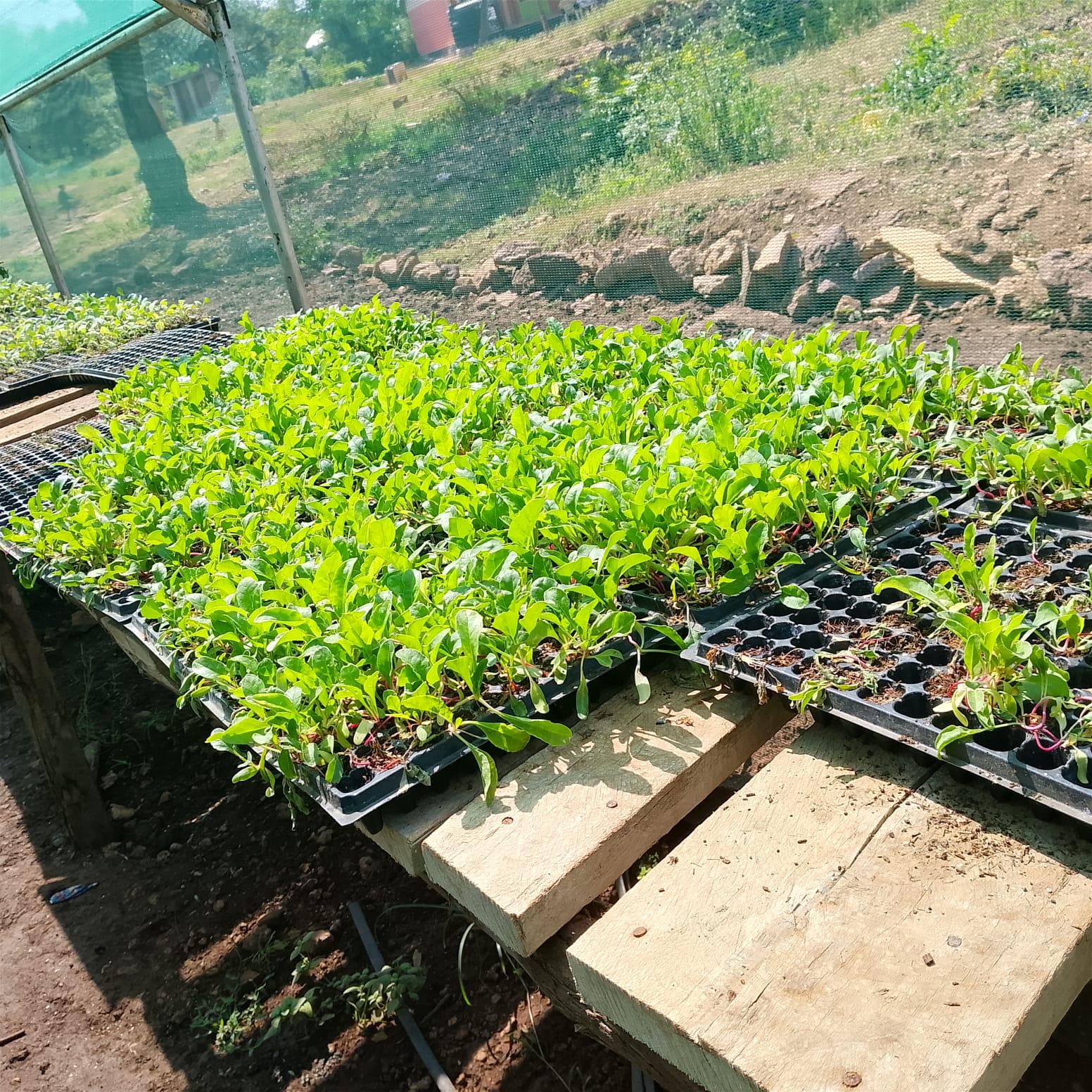 Greenhouse and shade net structures at a school supporting seed propagation