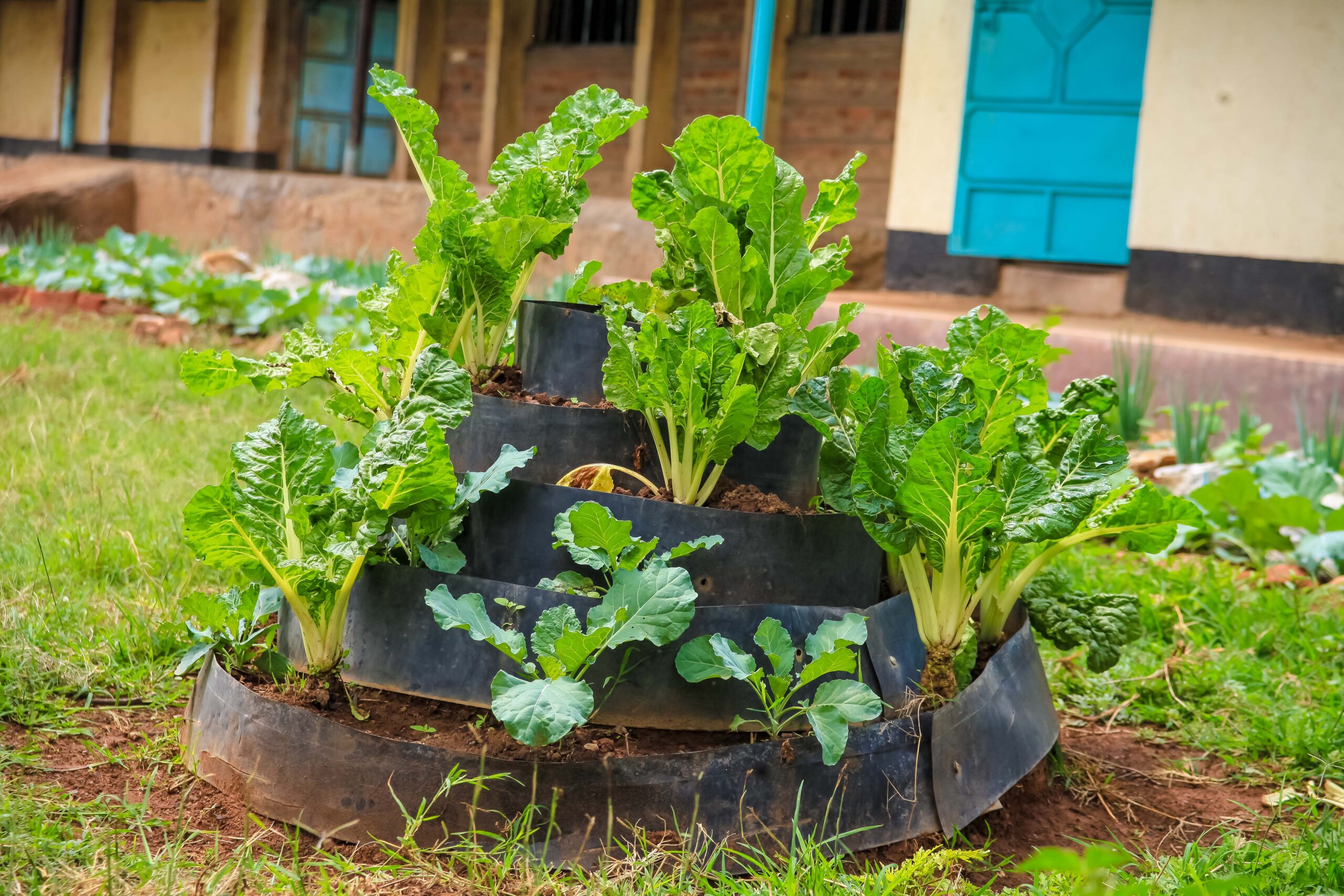 Permaculture garden beds at Angiro Comprehensive School