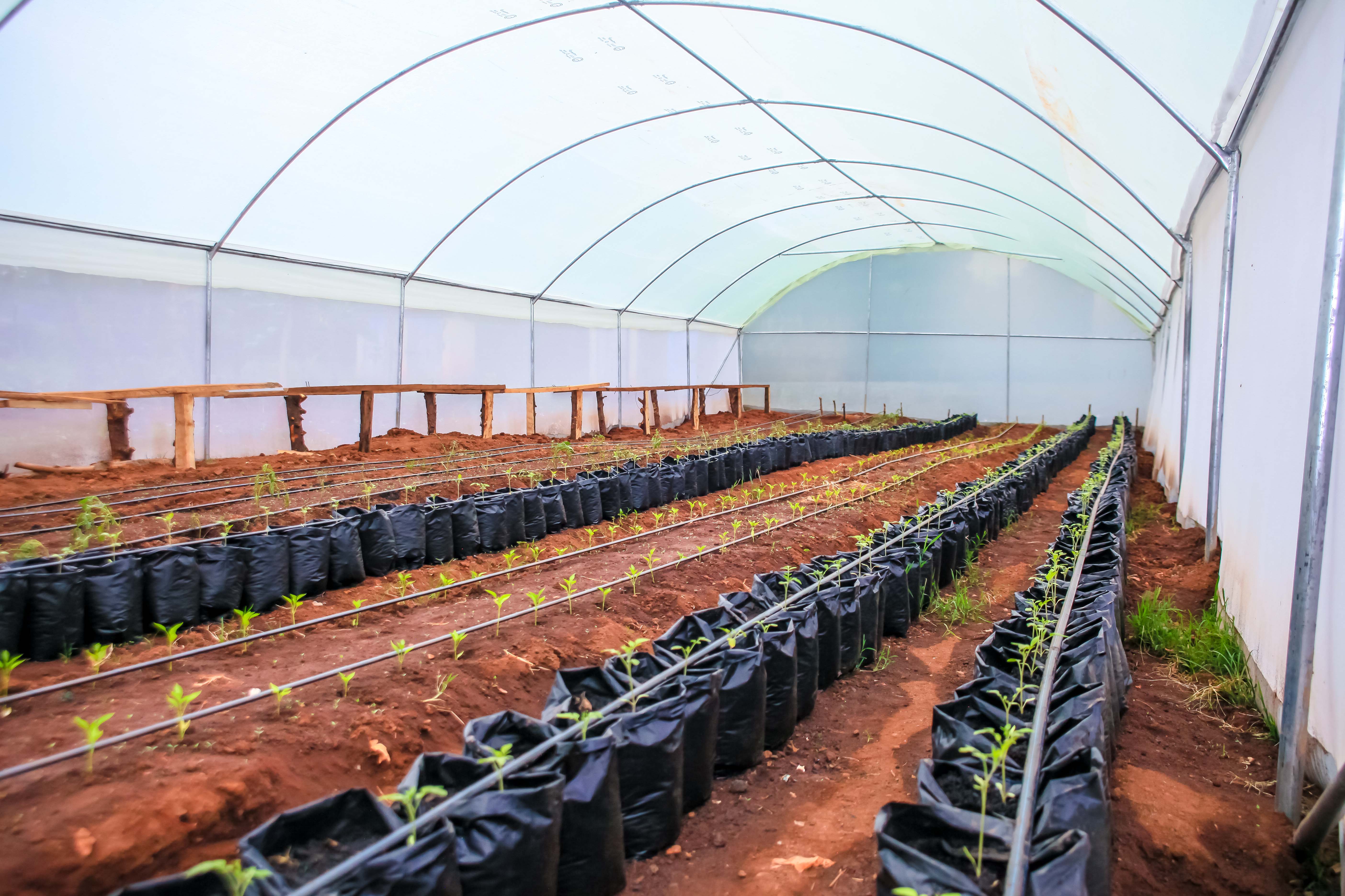 Learners at Mango Comprehensive School with vegetable seedlings