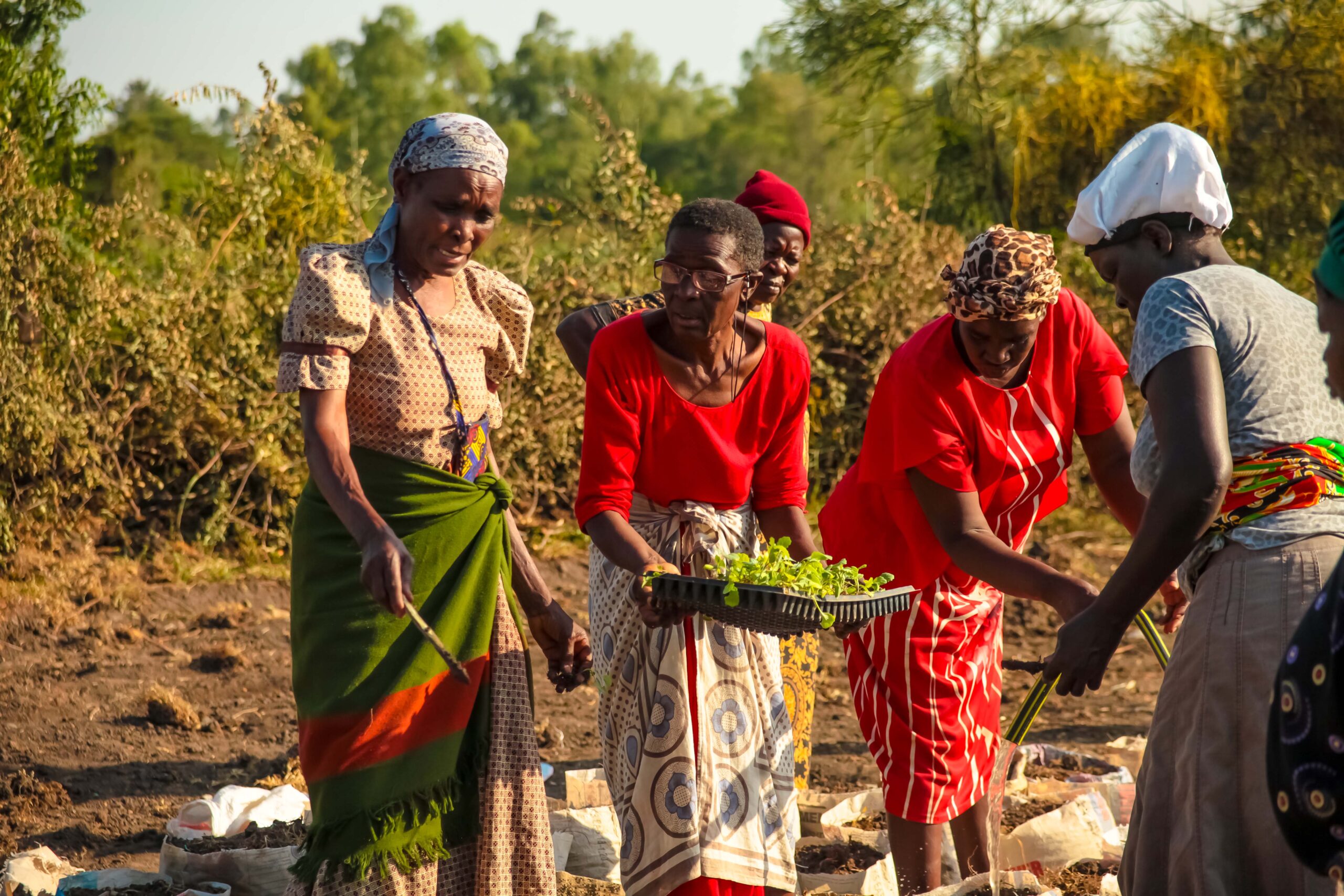 Women's group tending their kitchen garden