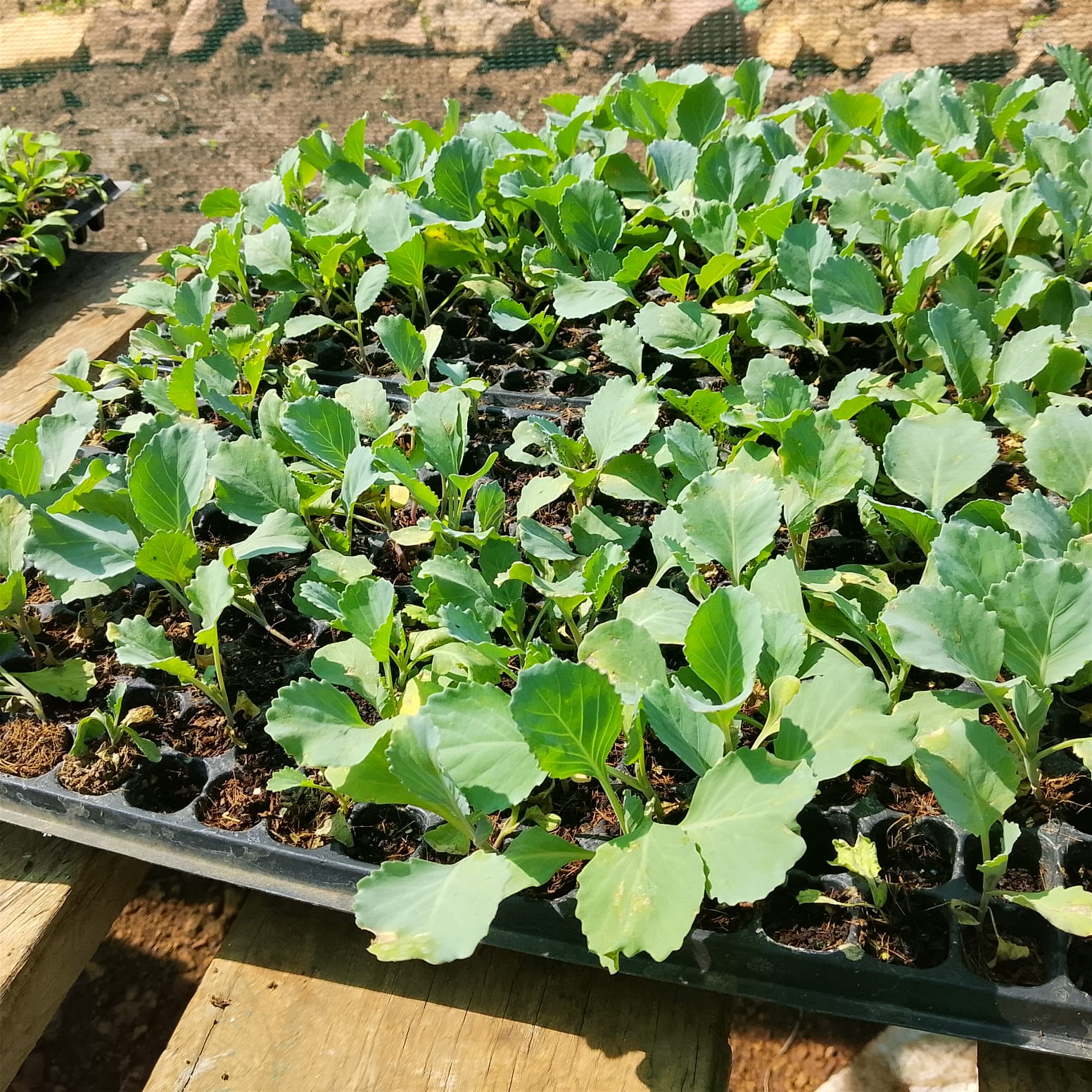 Seedling nursery